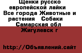 Щенки русско европейской лайки - Все города Животные и растения » Собаки   . Самарская обл.,Жигулевск г.